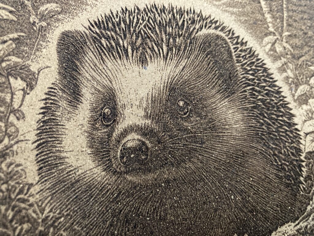 engraved image of a hedgehog engraved on cork